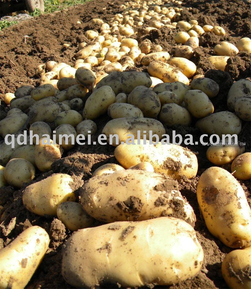 2011 new harvest  potato 