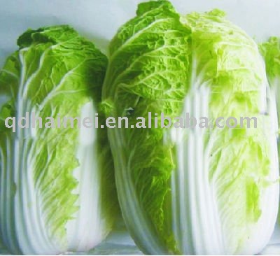 chinese fresh organic cabbage