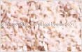 dried white onion minced