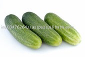 FREEZE  DRIED   CUCUMBER  POWDER