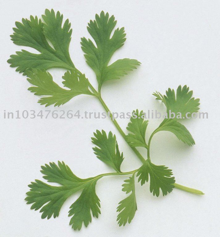 Freeze Dried  Green   Coriander 