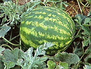 vegetables