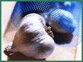 Dried  Garlic   Bulb 