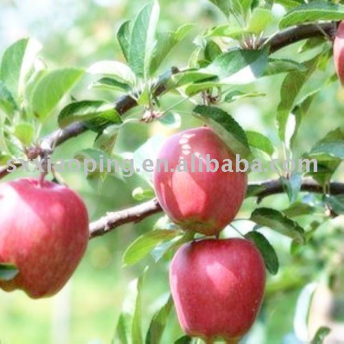 Fresh  top red  apple
