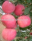 Shandong fresh apple