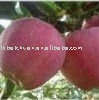 fresh red fuji apple