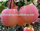 Fuji apple