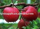 chinese fresh fruit