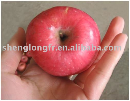 Shaanxi Red Fuji Apple