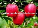 red delicious  apple