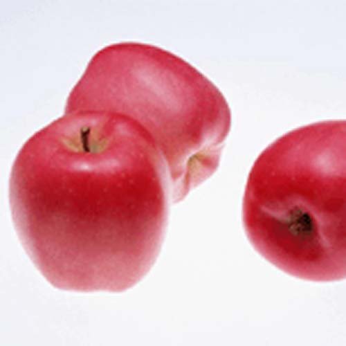 offer shaanxi fresh Red star apple