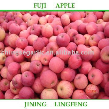 2011 shandong round fresh fuji apple