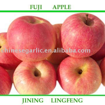 2011 shandong larger good fuji apple