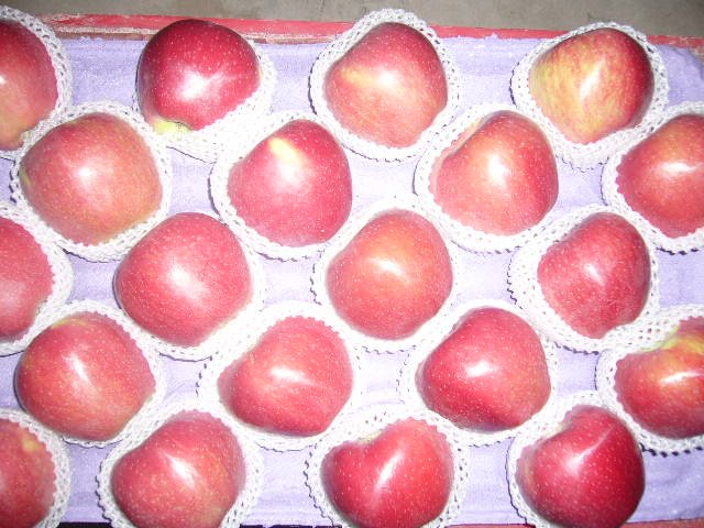 sell shaanxi fresh Red star apple(hot apple)