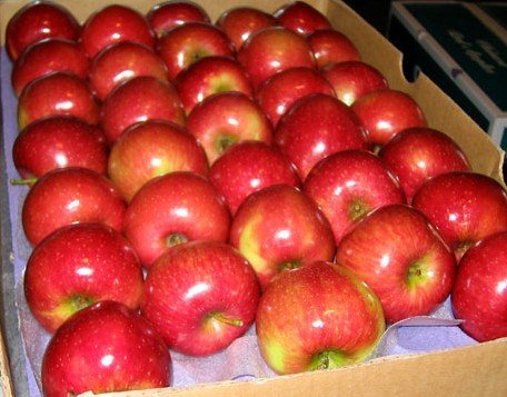  fresh  huaniu    jonagold  apple