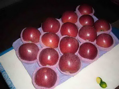 sell fresh qinguan apple(hot)!
