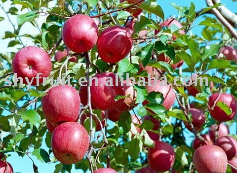 export fresh qinguan apple(hot)!