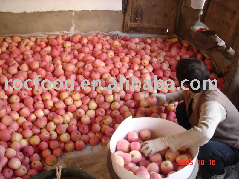 shandong red fuji apple