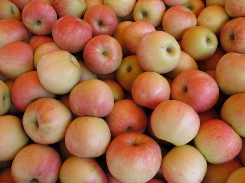 good jonagold apple,China zuowen price supplier - 21food