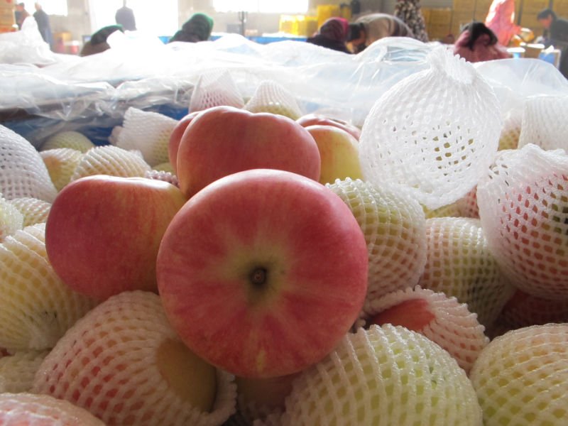 yantai red jonagold  apple