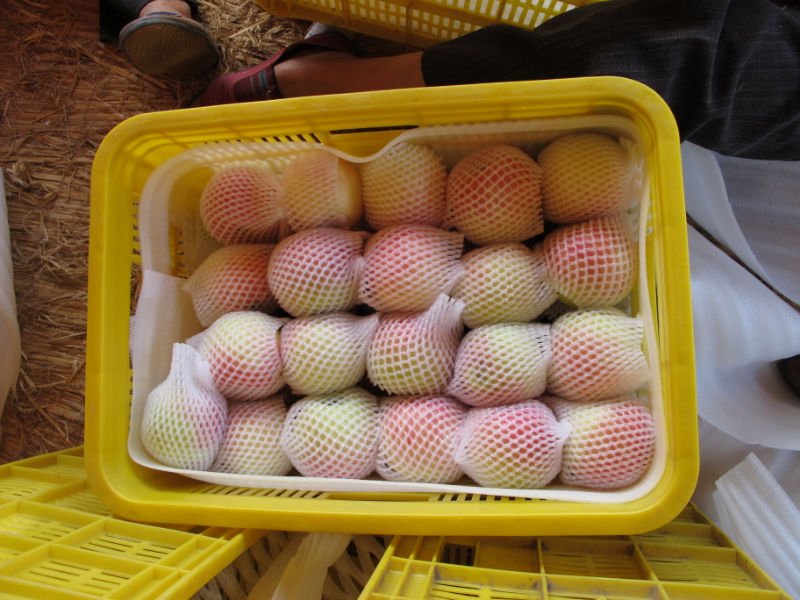 china fresh jonagold  apple