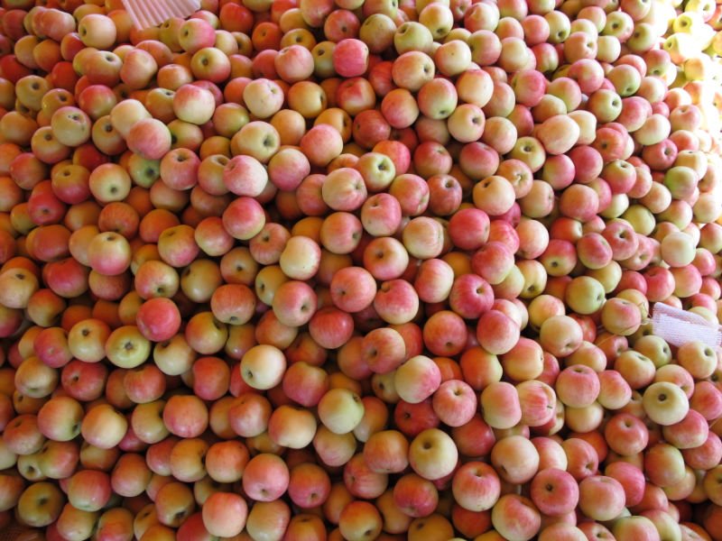 fresh red  jonagold    apple 