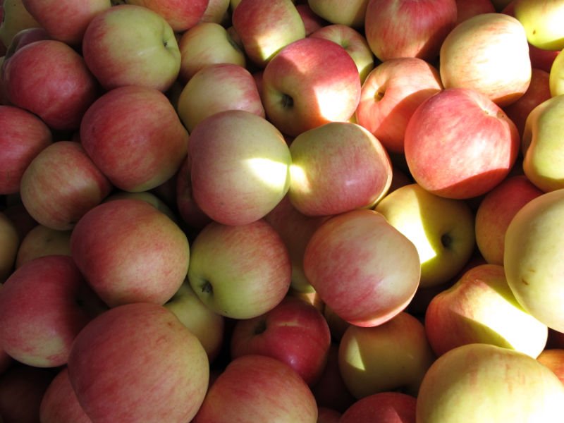 red fresh jonagold  apple
