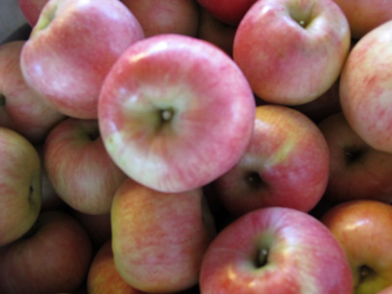 yantai fresh jonagold  apple