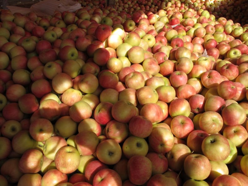 red jonagold  apple