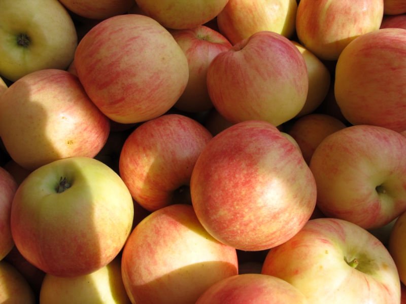 sweet fresh jonagold  apple