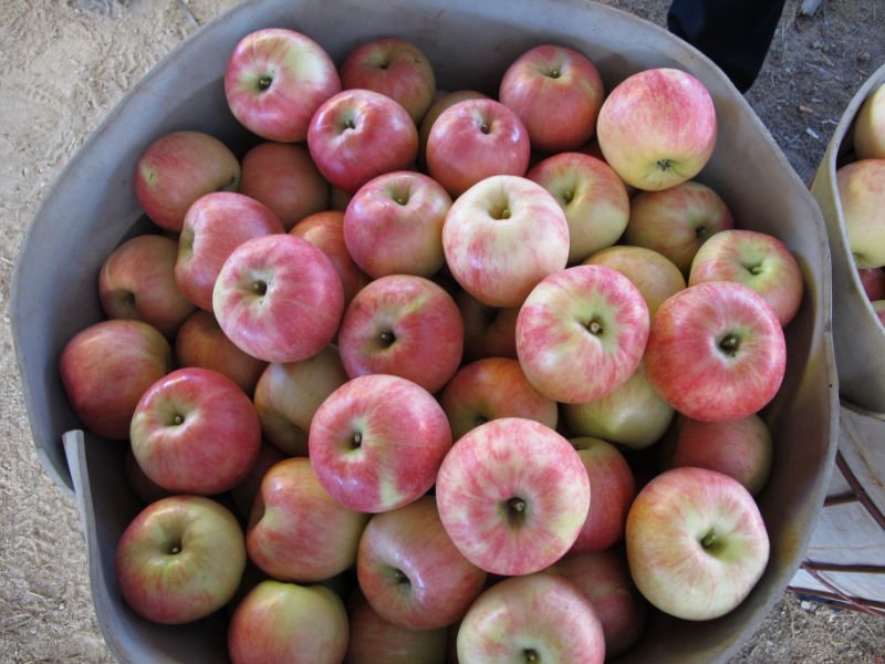 fresh   jonagold   apple