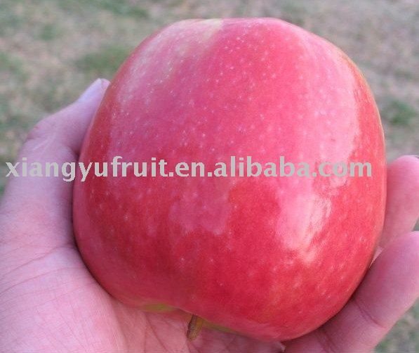 2010 new shandong fuji apple