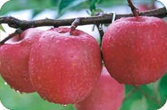 2010 Chinese fresh delicious yantai big gala apple