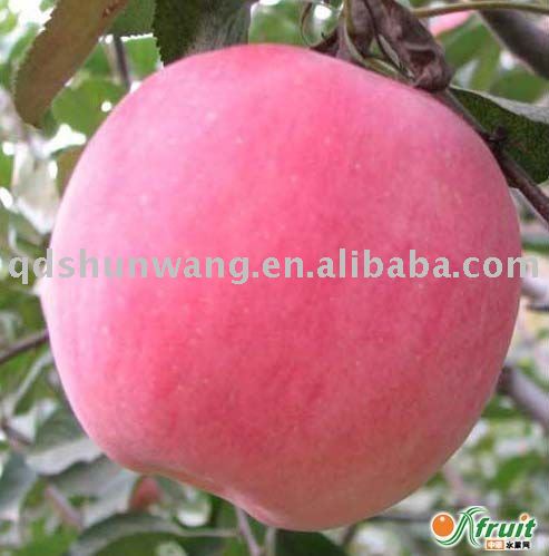 top chinese fresh red fuji apple