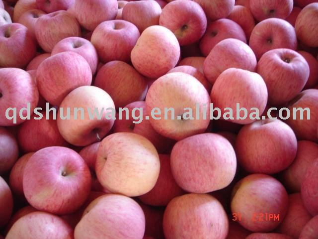 top class fresh red delicious  fuji apple