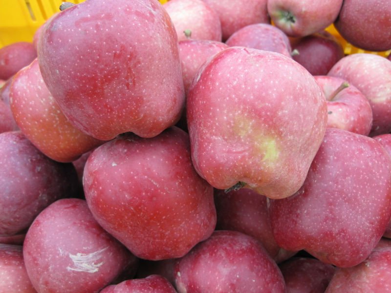 2010 chinese yantai fresh sweet apple