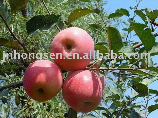  2011  fresh red  fuji    apple 