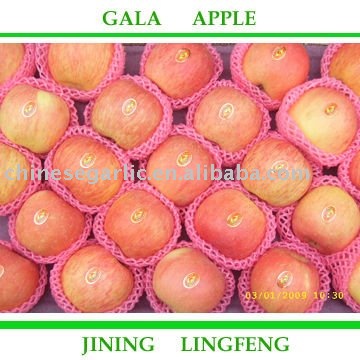 -Chinese red fresh fuji apple of top quality and competitive price  138-163#