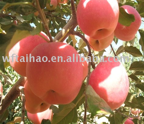 2010 New Crop Fuji Apple
