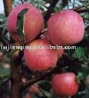 red Fuji apple price