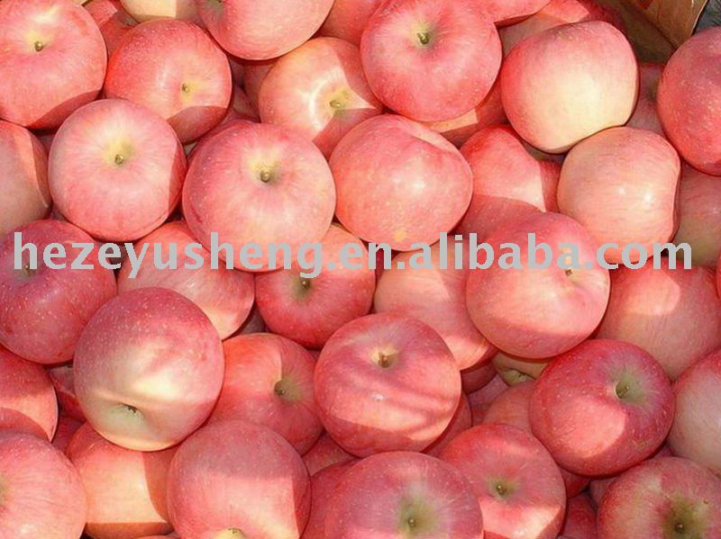 chinese  fresh   red   gala   apple 