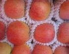 Red Sweet Fuji Apples