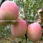 chinese fresh red fuji apple,yantai fuji apple