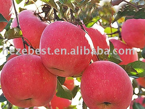  FUJI   APPLE   2011 