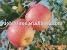fresh fuji apples