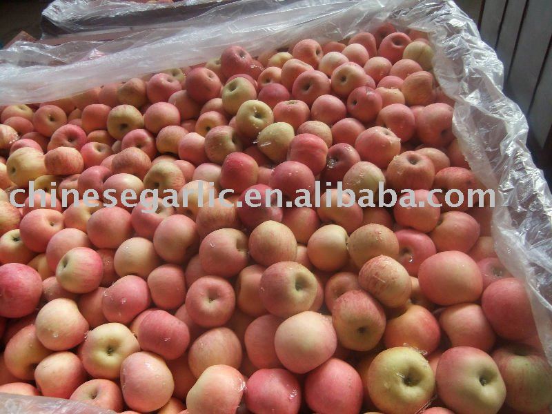 2011 New Fresh Fuji Apple - 150-198#
