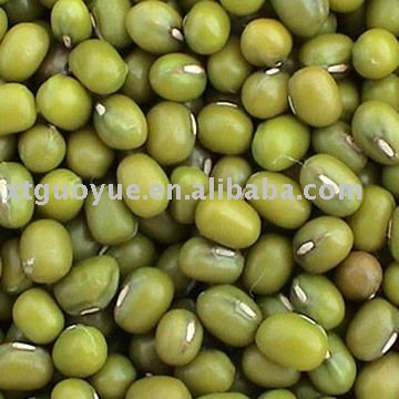 Chinese green mung bean