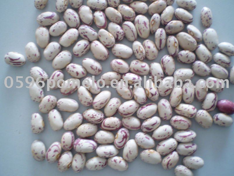 Round shape light speckled kidney bean