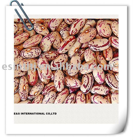 Panda Kidney Beans