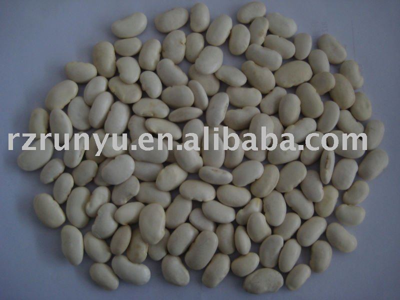 Chinese small white kidney bean(japanese type)